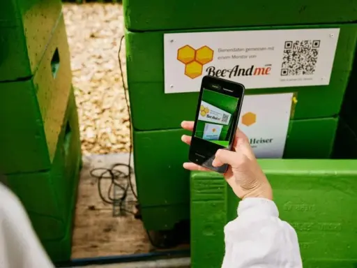 Telefonem skanuję kod QR na zielonej ulu, by dowiedzieć się, jak zeskanować kod QR ze zdjęcia.